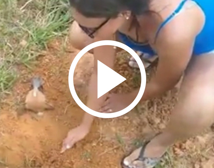 Un perro enterrado vivo