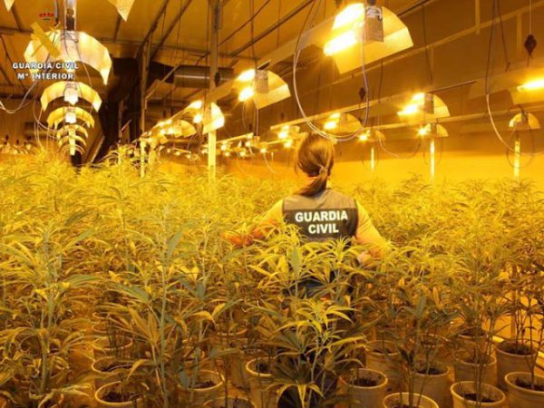 Incautadas 15.800 plantas de marihuana en una macroperación contra el tráfico de droga en Almería