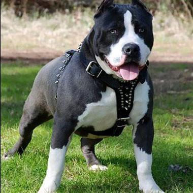 Un pitbull ataca a su propio dueño en la vivienda e interviene la Guardia Civil con escudos