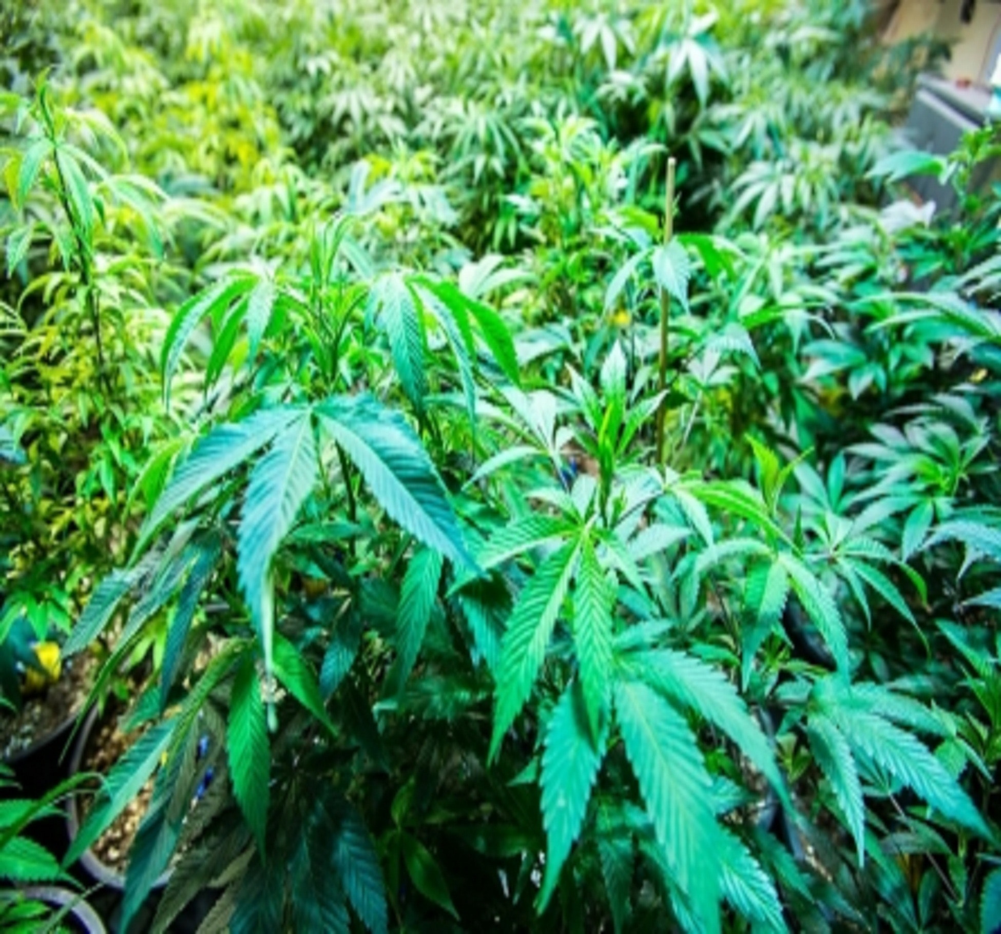 Detenido cuando circulaba en su vehículo con 192 plantas de marihuana