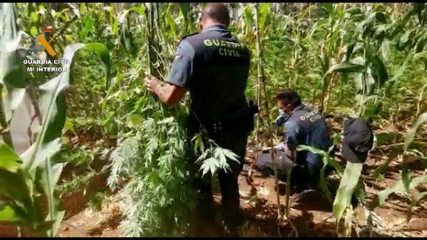 Intervenidas más de 7.000 plantas de cannabis en una macrooperación realizada en Atarfe (Granada)