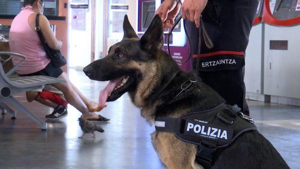 Dispositivos preventivos conjuntos de patrullas de Protección Ciudadana y la Unidad Canina