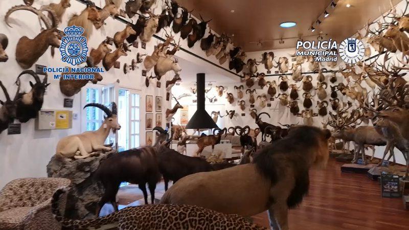 Intervenidos en Madrid 49 especímenes de animales naturalizados y 132 piezas de marfil