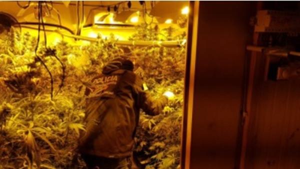 Los Mossos d’Esquadra desmienten que estén a favor legalizar la marihuana