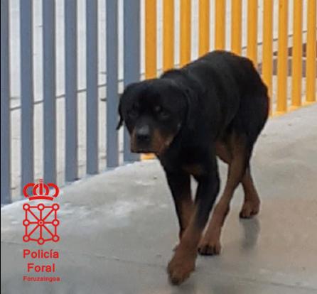 PPP-agresor-rottweiler-perro-potencialmente-peligroso-h50