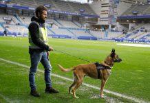 turco-perro-guia-canino-policia-pastor-belga-malinois-h50-11-futbol