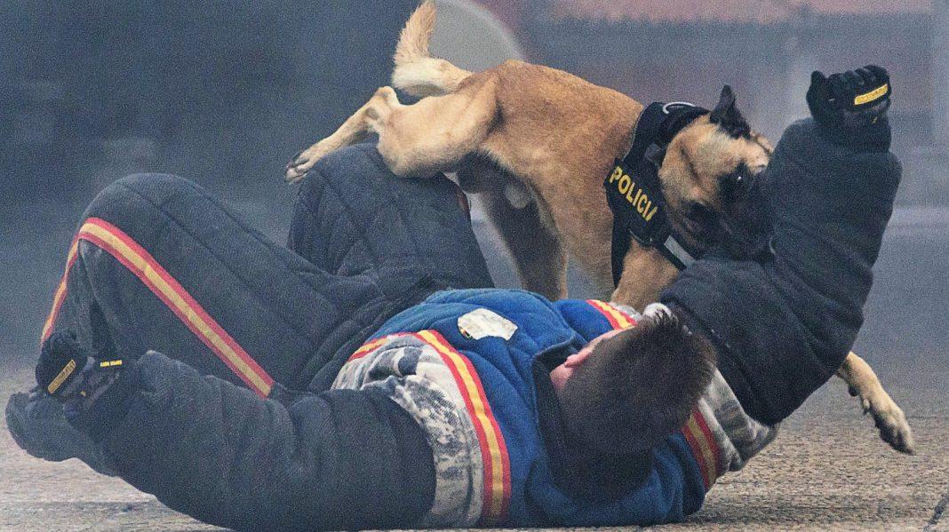 turco-perro-guia-canino-policia-pastor-belga-malinois-h50-4