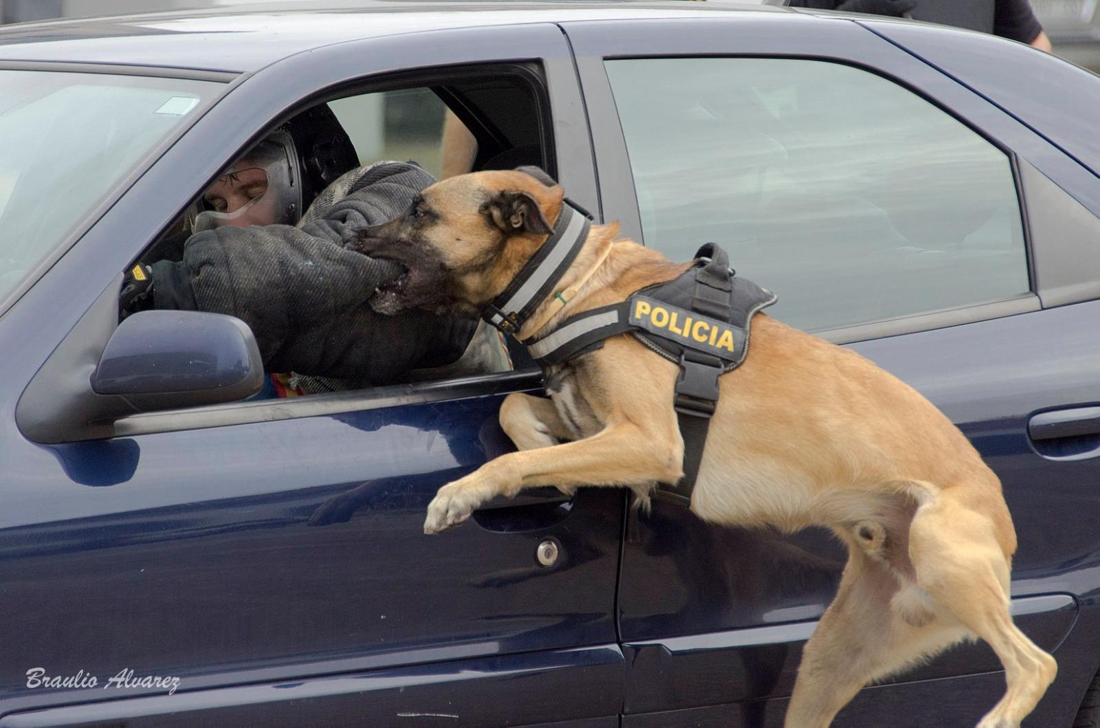 turco-perro-guia-canino-policia-pastor-belga-malinois-h50-5