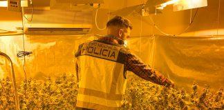 marihuana-Torrent-policia-naiconal