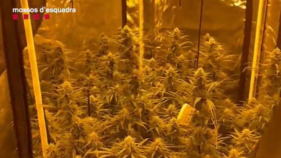 mossos-martorell-marihuana-plantación-h50