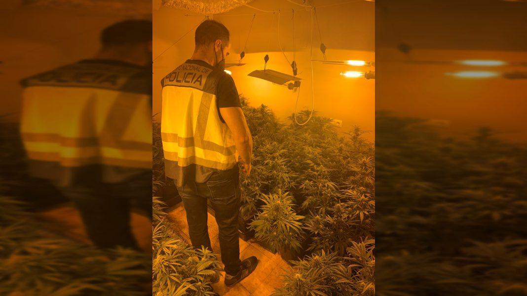 policia-plantacion-marihuana-valencia-h50