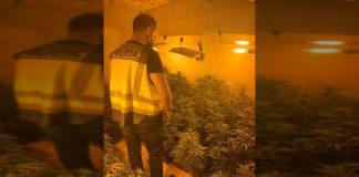policia-plantacion-marihuana-valencia-h50