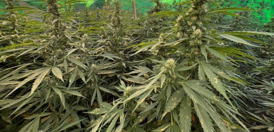 El caso JuicyFields y sus falsas oportunidades de inversión en cannabis