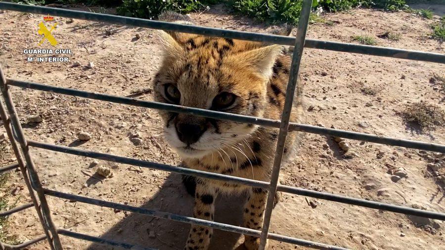 Detenidas 6 personas por el tráfico ilegal de grandes felinos entre España y Francia