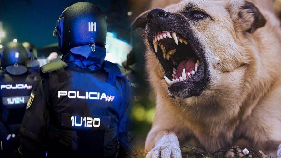 uip-policia-perro-h50