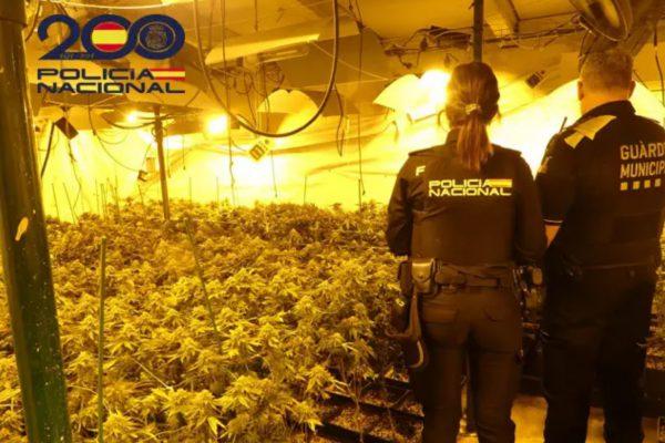 Arrestado el autor e intervenidas 765 plantas de marihuana en Barcelona
