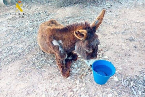 La Guardia Civil investiga a un hombre por el abandono de una burra que acabó falleciendo