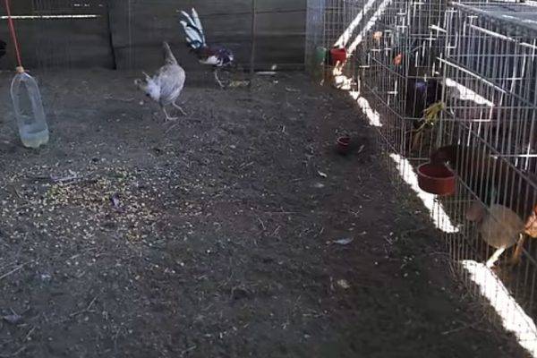 Vídeos virales| Un clan familiar reclama unos gallos para peleas ilegales amenazando en público y maldiciendo a los muertos de los ladrones